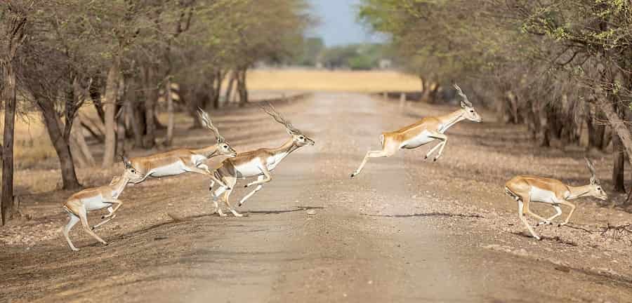 Blackbuck National Park