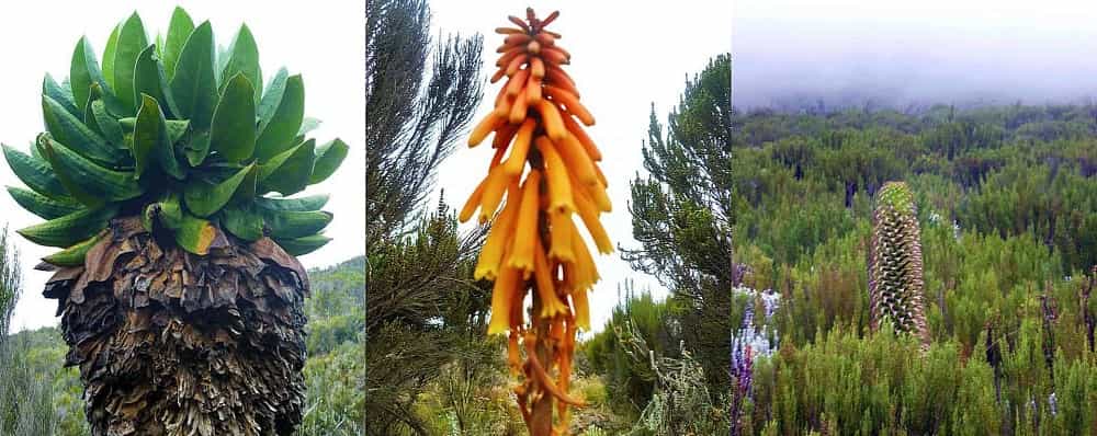 Fauna and flora on Mount Kilimanjaro