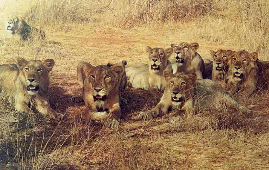 Gir National Park and Wildlife Sanctuary