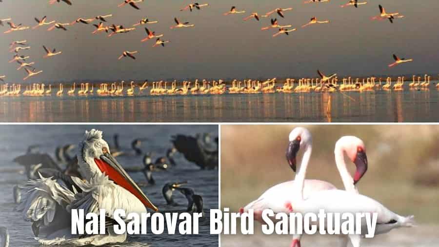 Nal Sarovar Bird Sanctuary