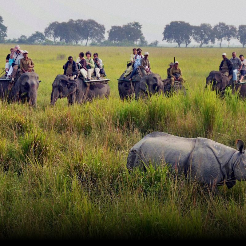 Manas Kaziranga Tour Package