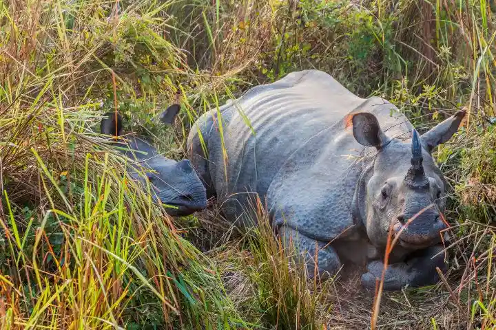 Manas National Park