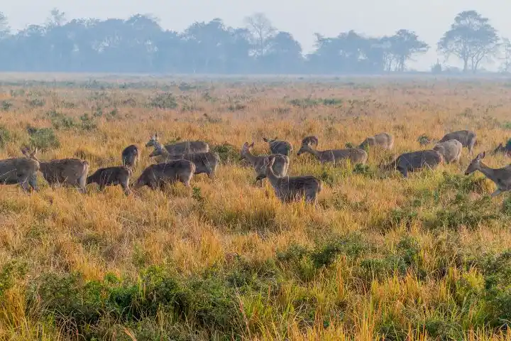 Nameri National Park