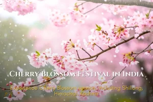 Cherry Blossom Festival In India