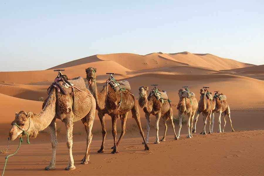 Rajasthan Camel Safari Tour