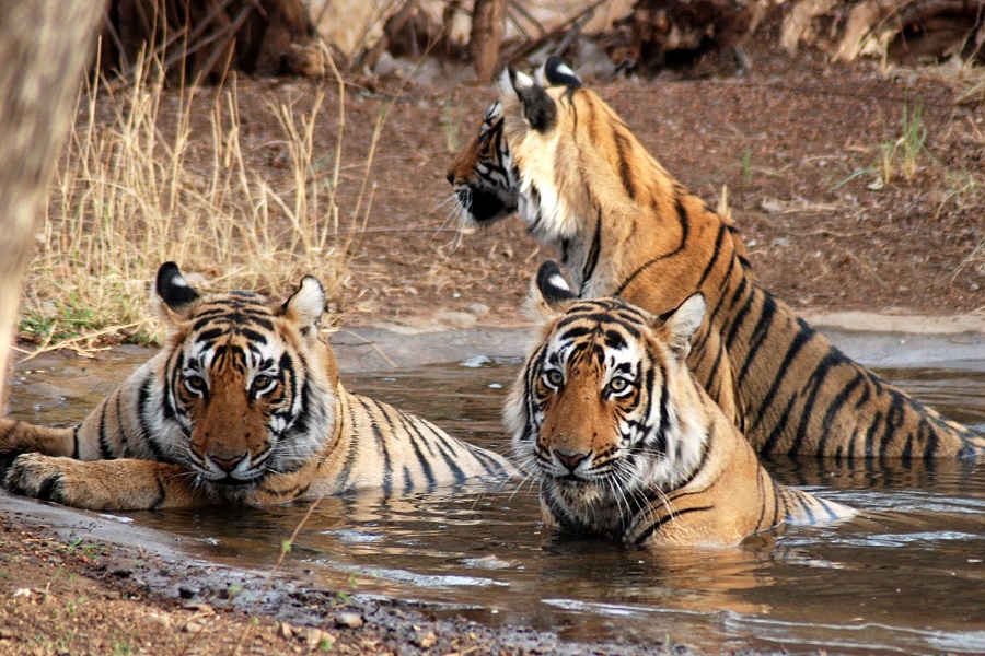 Golden Triangle Tour with Ranthambore