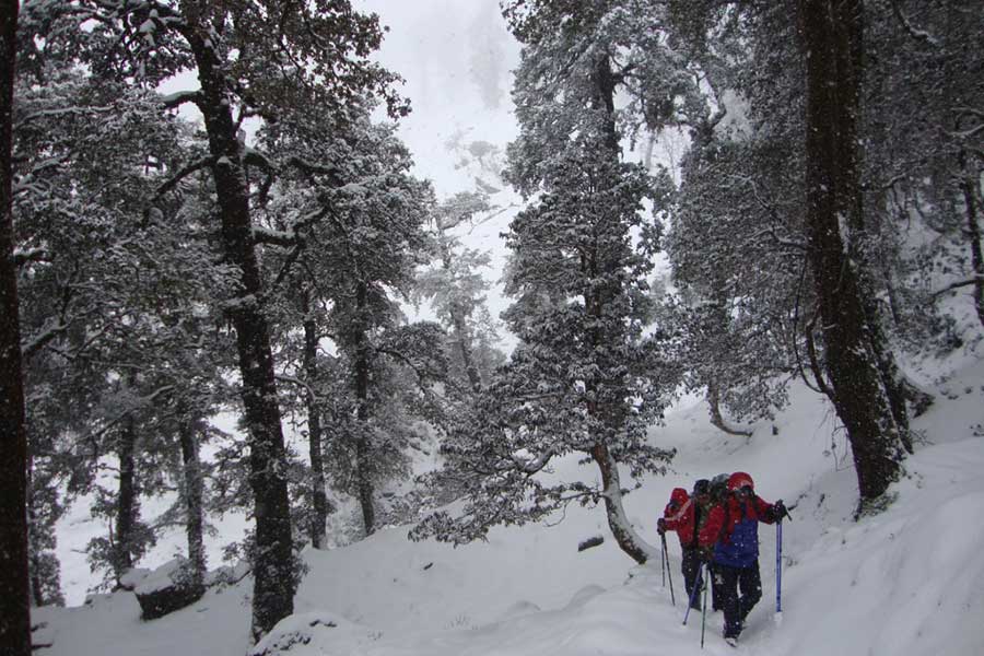 Kuari Pass Trek In Uttarakhand