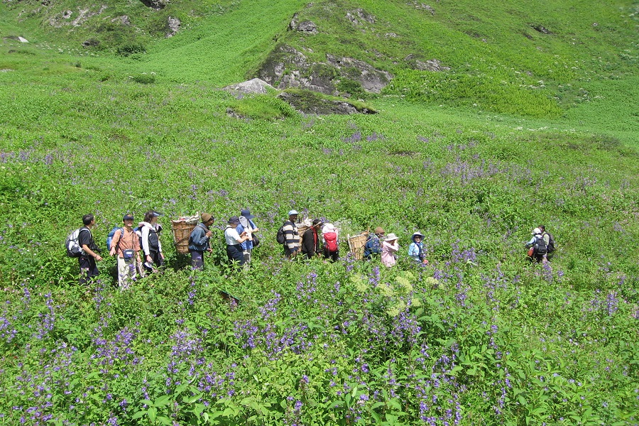 Valley of Flowers Trek, Uttarakhand