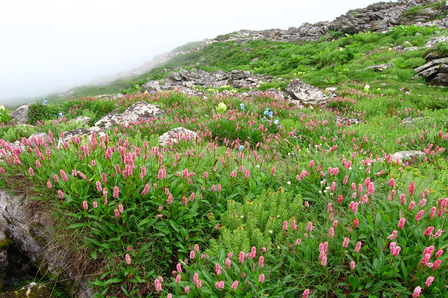 Valley of Flowers Trek, Uttarakhand