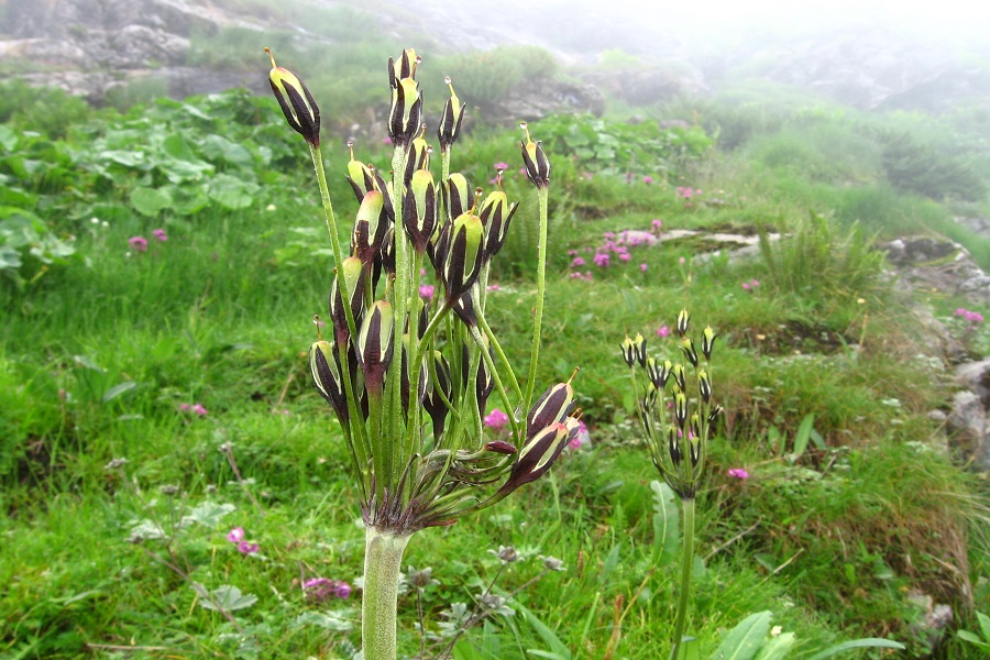 Valley of Flowers Trek, Uttarakhand