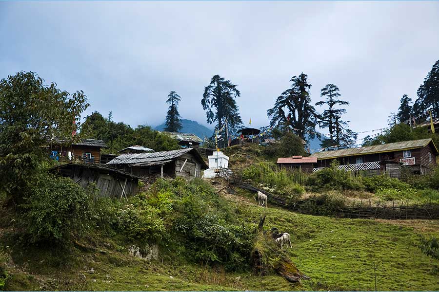Barsey Rhododendron Sanctuary Trek