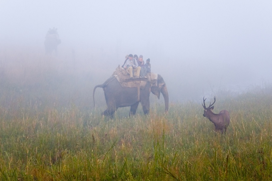 India Wildlife Tour