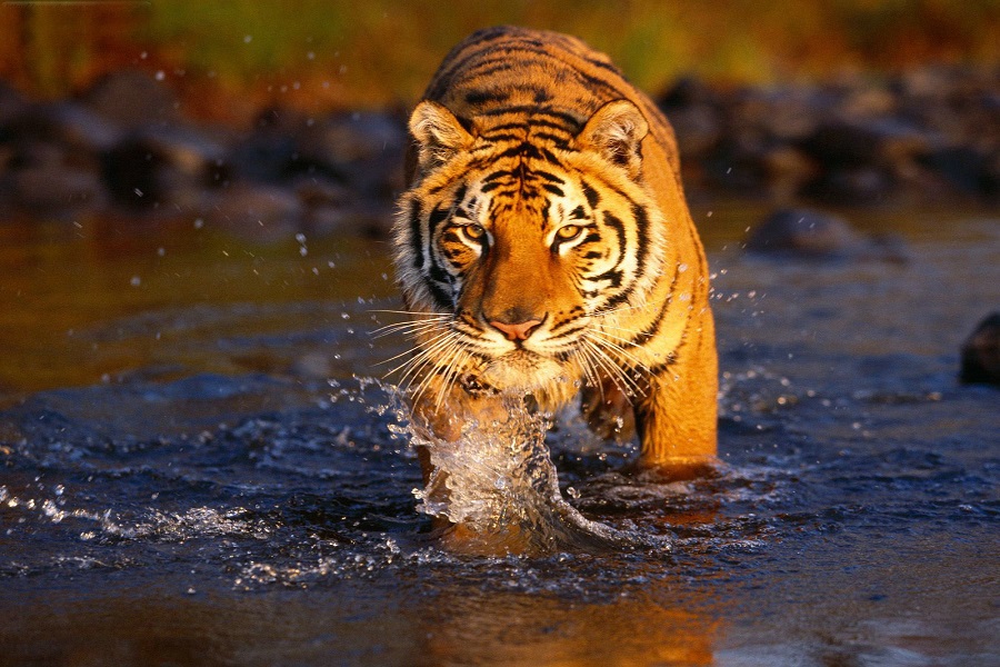 India Wildlife Tour