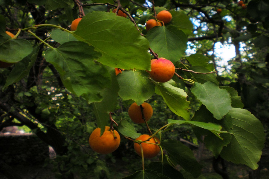 Sham Valley Trek (Apricot Valley)