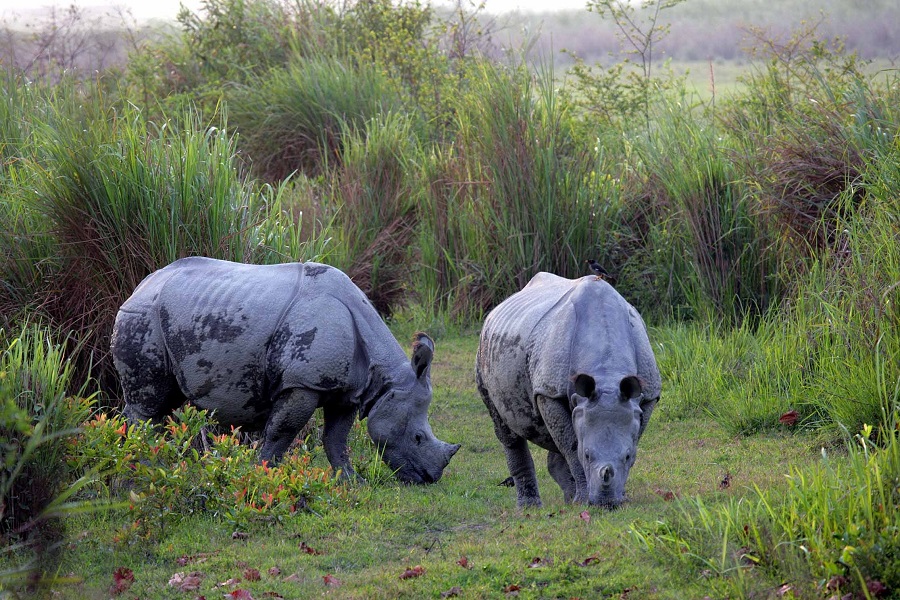 Travel to Jaldapara Wildlife Sanctuary