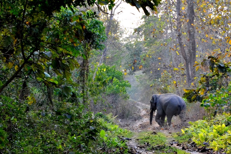 Travel to Jaldapara Wildlife Sanctuary