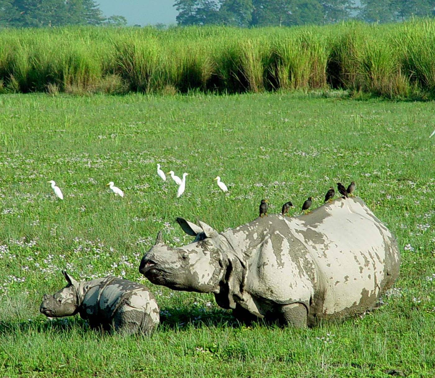 Manas Kaziranga Tour Package