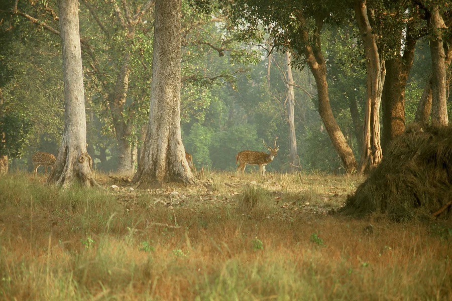 Indian National Park Tours