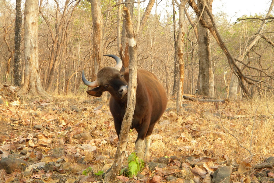 Indian National Park Tours