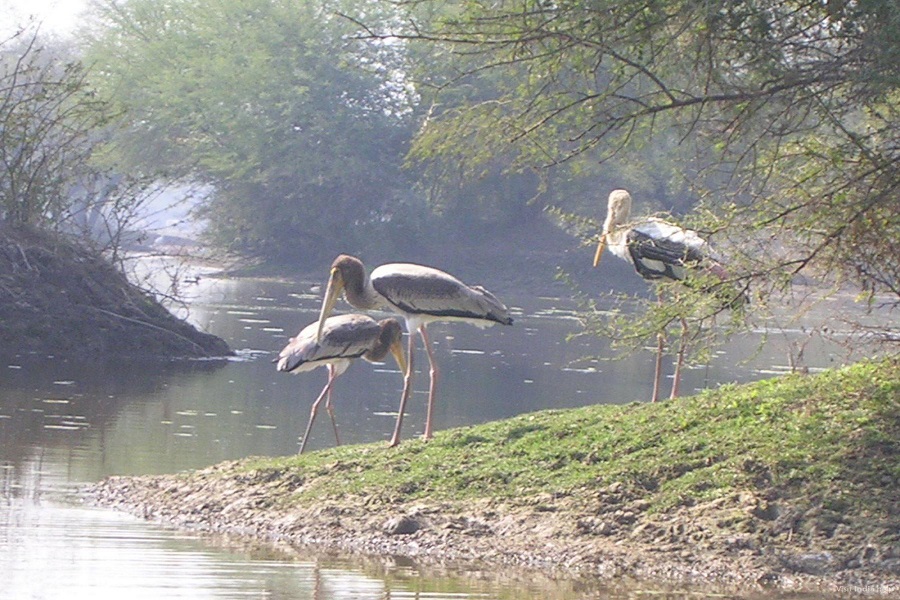 Indian National Park Tours