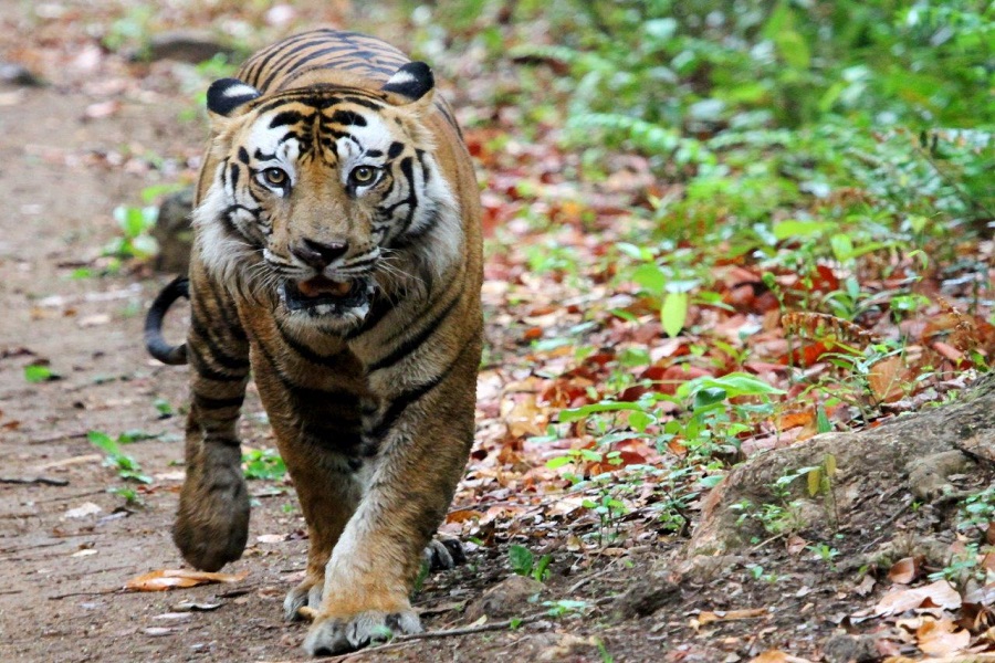 Tiger in Bandhavgarh National Park