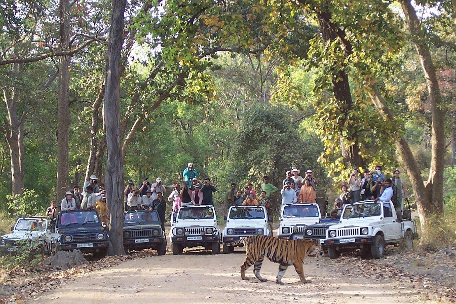 Tiger Safari in Bandhavgarh National Park