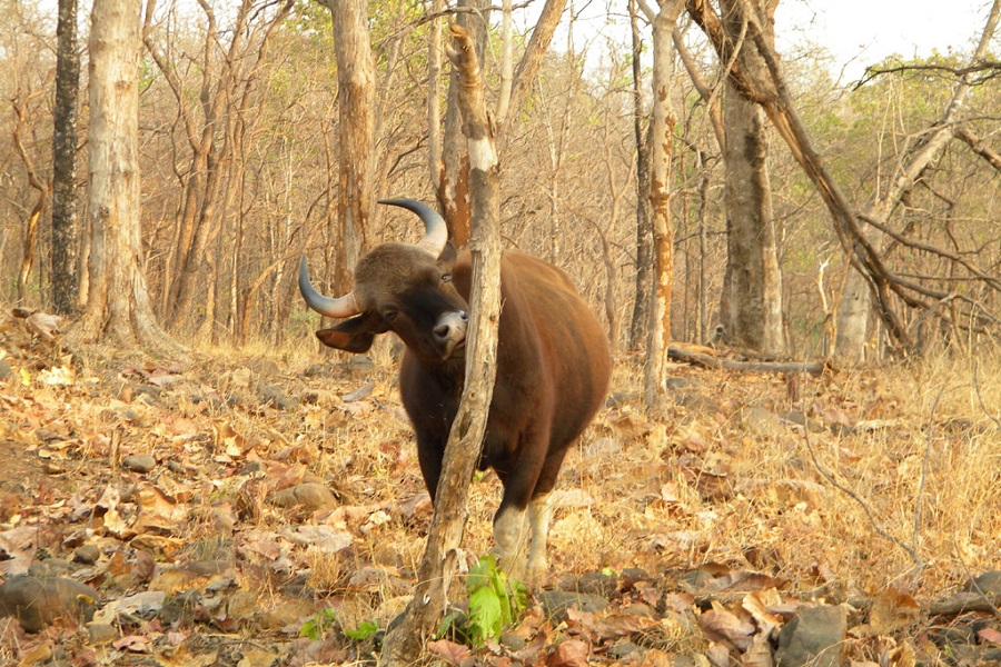 Buffalo in Bandhavgarh National Park