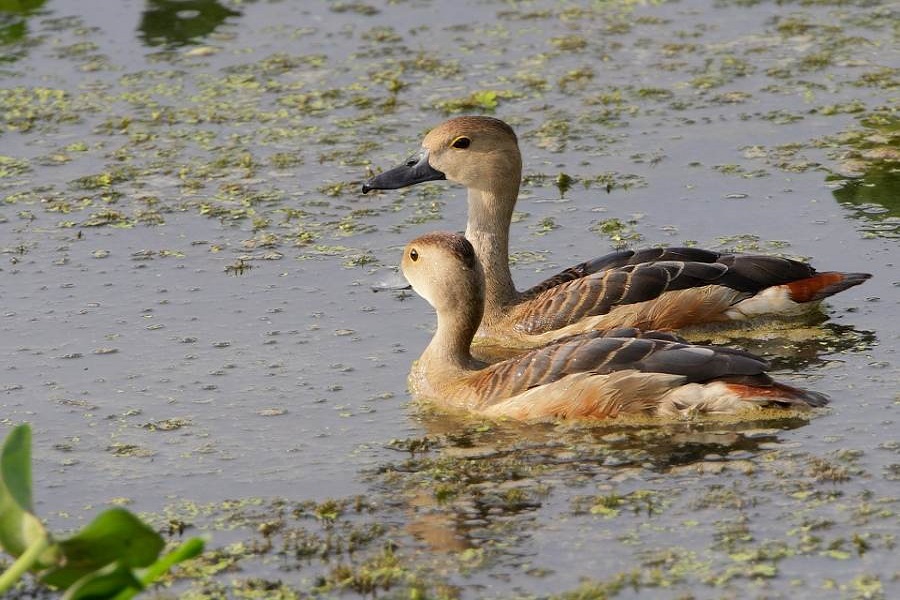 Majuli Island Tour