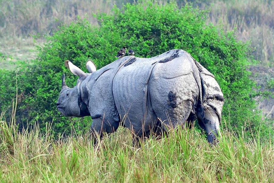 Kaziranga National Park Tour