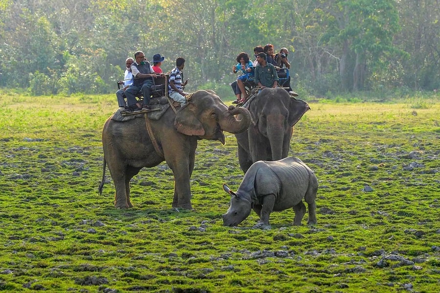 tours to kaziranga national park