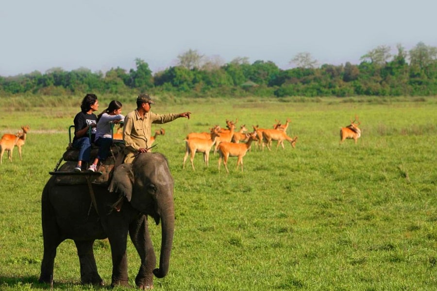 Kaziranga National Park Tour