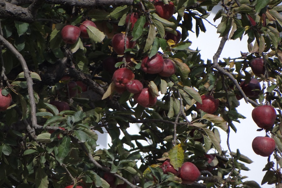 Apple Orchard Tour