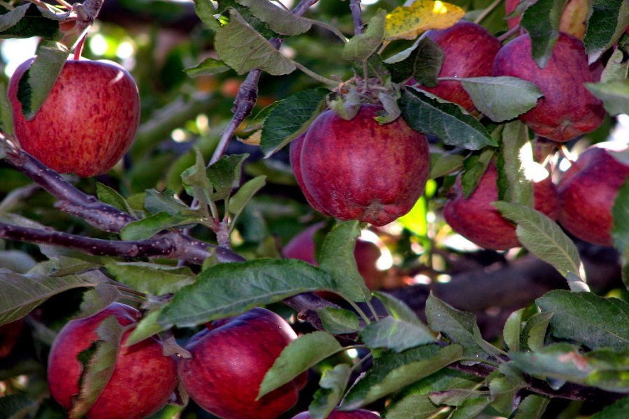 Apple Orchard Tour