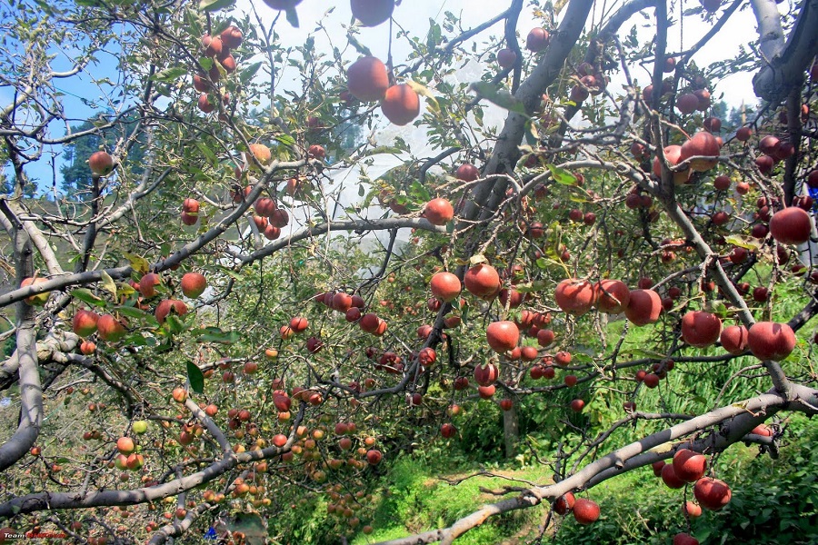 Apple Orchard Tour