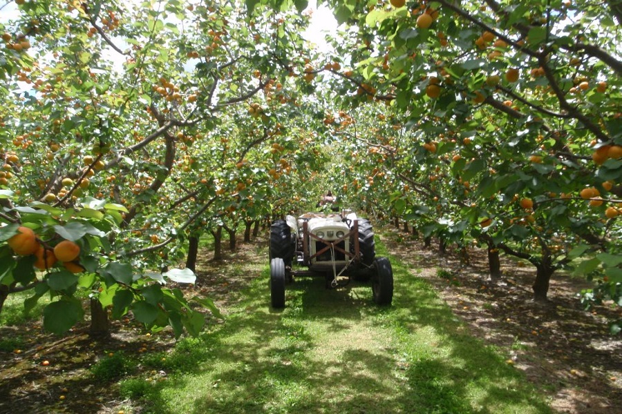 Apple Orchard Tour
