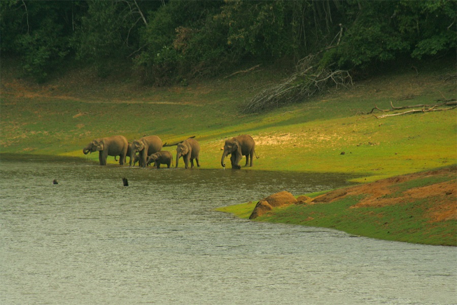 Wildlife in South India