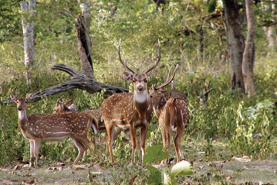 Jungle Trails of South India