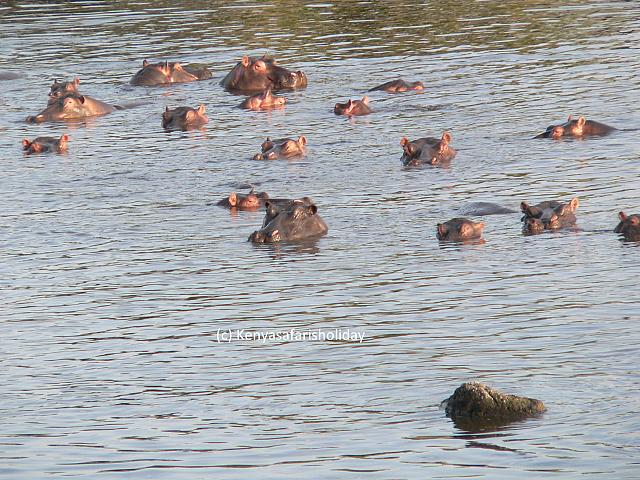 4 Days Masai Mara Safari