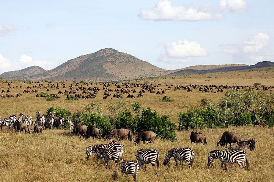 Kenya Wildlife Adventure