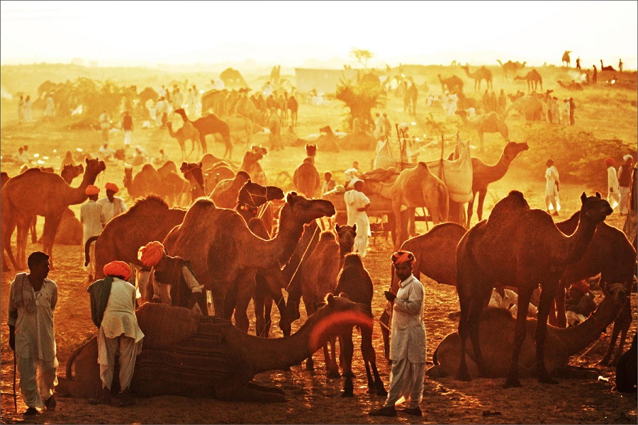 Pushkar Camel Fair 2025
