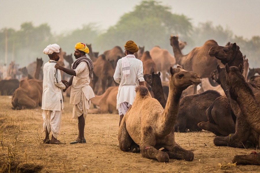 Pushkar Camel Fair 2025