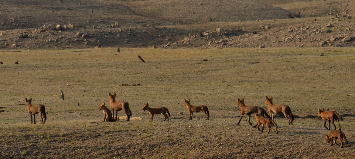 Wildlife With Culture Of Rajasthan