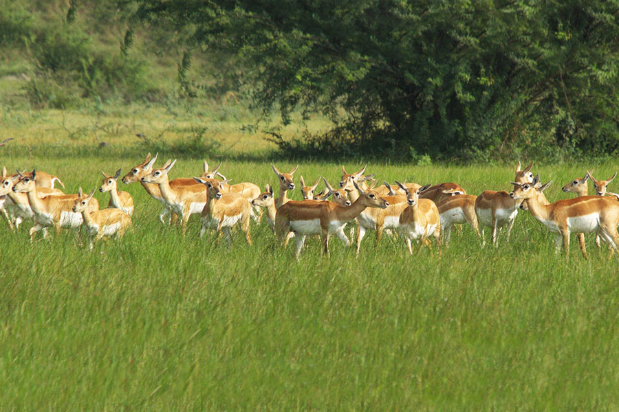 Best Dooars Tour Packages - Shikhar Travels Best Dooars Tour Packages - Shikhar Travels