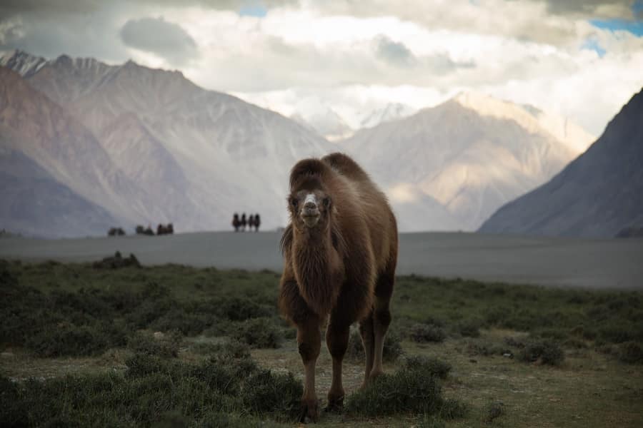 Ladakh - Land of Lamas