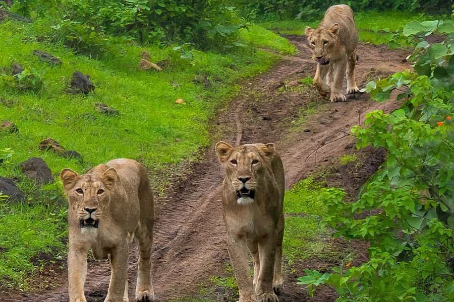 Dwarka Somnath Tour Package with Gir National Park