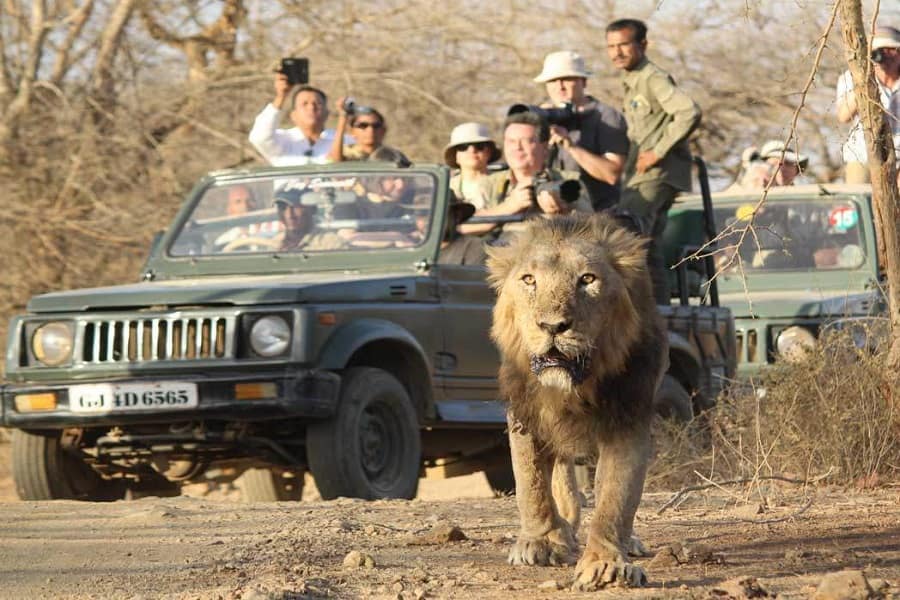 gir jungle safari cost