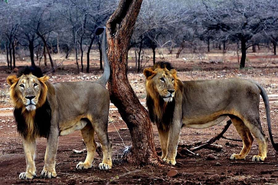 Gir Jungle Safari
