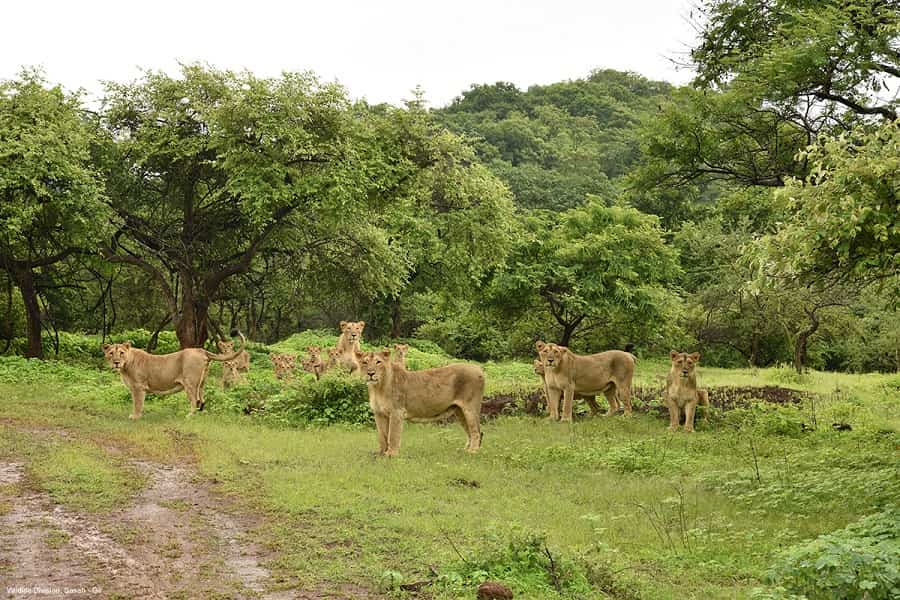 Gir Jungle Safari