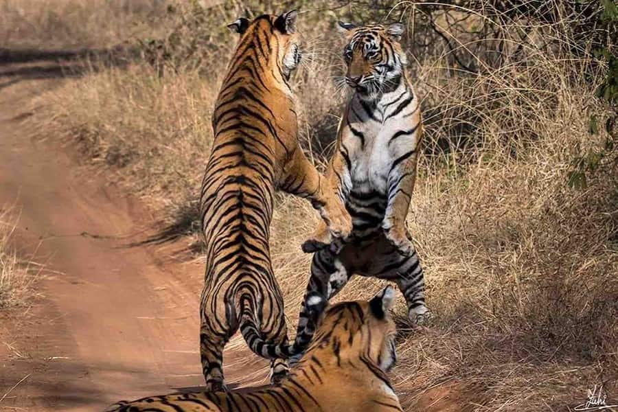 Delhi Ranthambore Weekend Tour