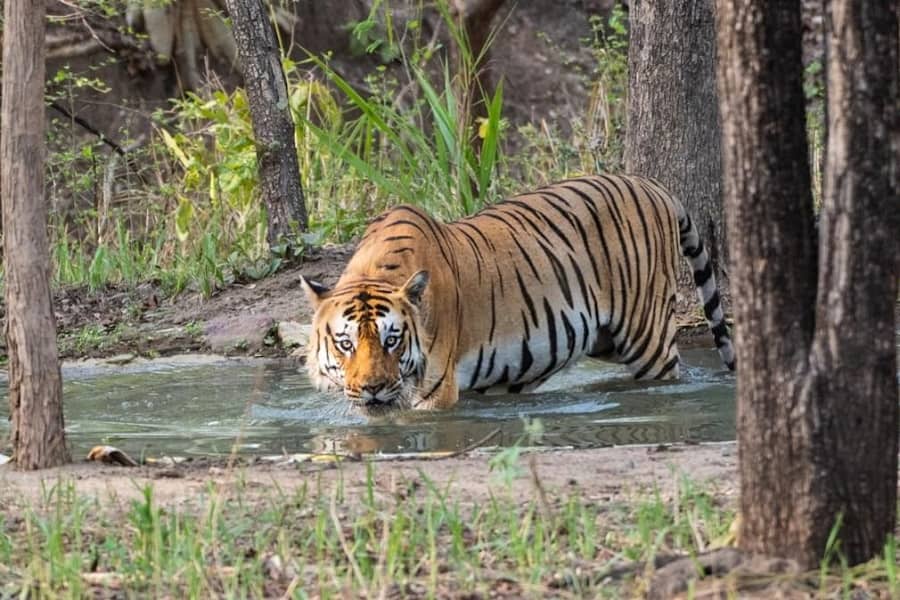 Delhi to Jim Corbett Tour Package